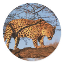 Prowling Leopard stickers by alternateworlds Prowling Leopard stickers