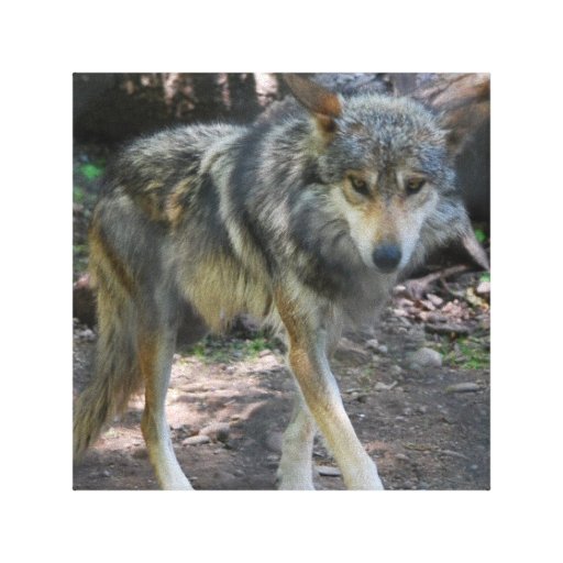 Prowling Wolf  Canvas Print