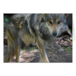 Prowling Wolf Greeting Card