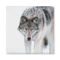 Prowling Wolf Refrigerator Magnets