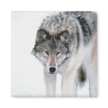 Prowling Wolf Refrigerator Magnets
