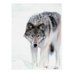 Prowling Wolf Post Cards