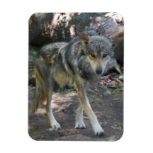 Prowling Wolf Premium Magnet