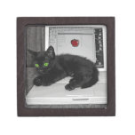 Prunella black cat lounging on laptop premium jewelry boxes
