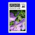 Pruning Geranium Postage Stamp