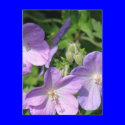Pruning Geraniums Postcard