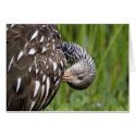Pruning Limpkin cards by wildlifezoo Pruning Limpkin cards
