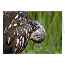 Pruning Limpkin cards