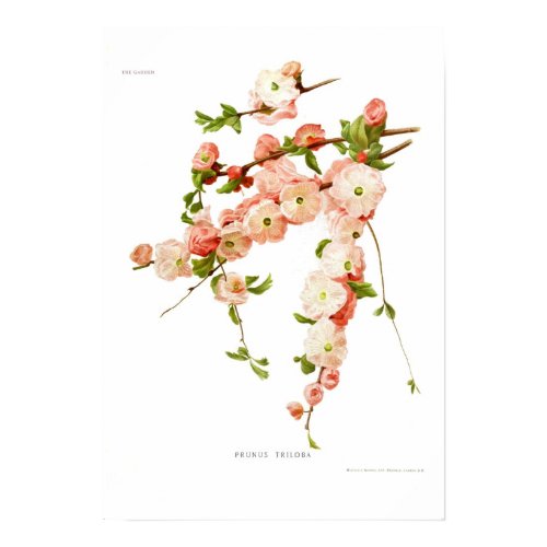 Prunus triloba (flowering almond) print