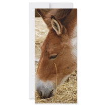 Przewalski's Horse Rack Cards