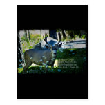 Psalm 42:1 and Deer Black Border Post Card