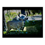 Psalm 42:1 and Deer Black Border Postcard