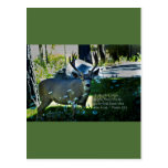 Psalm 42:1 and Deer Postcard