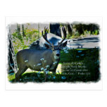 Psalm 42:1 and Deer White Border Post Card