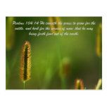 Psalms 104:14 He causeth the grass to grow for the Postcard