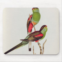Psephotus Pulcherrimus Mouse Pads