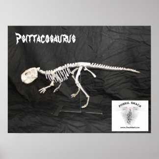 psittacosaurus skeleton