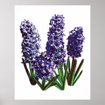 Psrr_GroupofPurpleHyacinths Poster