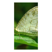Psyche Leptosia Nina Butterfly Personalized Photo Card