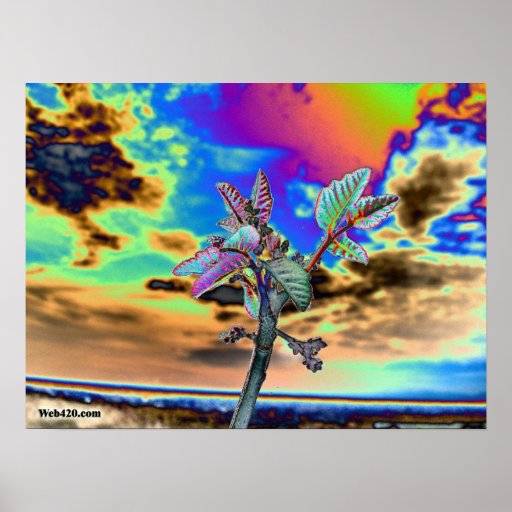 psychedelic flower print