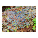 psychedelic fungus growing on a tree posters by Web420 psychedelic fungus growing on a tree posters