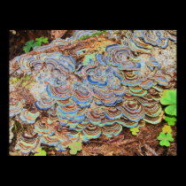 psychedelic fungus growing on a tree posters