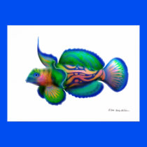 Psychedelic Mandarin Fish