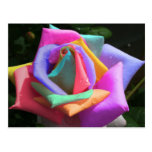 Psychedelic Rainbow Rose Postcards