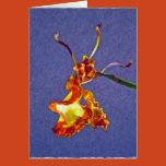 flower, floral, nature, psychopsis papilio,