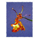 Psychopsis papilio orchid - Print by GardenDelightsArts Psychopsis papilio orchid - Print