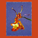 flower, floral, nature, psychopsis papilio,