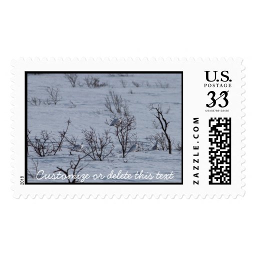 Ptarmigan Family; Customizable Postage Stamp