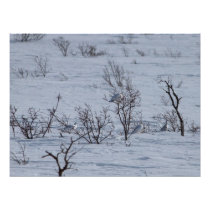Ptarmigan Family Photo Art
