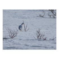 Ptarmigan Snacking