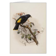 Ptilorhynchus rawnsleyi - Rawnsley's Bower-bird Cards