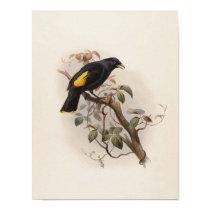 Ptilorhynchus rawnsleyi - Rawnsley's Bower-bird posters by LisasLair Ptilorhynchus rawnsleyi - Rawnsley's Bower-bird posters