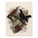 Ptiloris magnificus - Magnificent Rifle-bird posters by LisasLair Ptiloris magnificus - Magnificent Rifle-bird posters