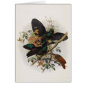 Ptiloris victoriae - Queen Victoria's Rifle-bird cards by LisasLair Ptiloris victoriae - Queen Victoria's Rifle-bird cards