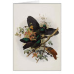 Ptiloris victoriae - Queen Victoria's Rifle-bird Greeting Cards