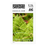 Ptilum crista-castrensis postage stamps
