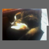 Pub Cat cards