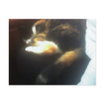 Pub Cat copy postcards