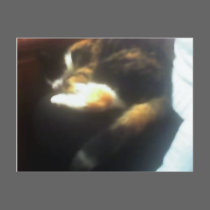 Pub Cat copy postcards