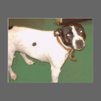 Pub Dog 1 copy postcards