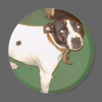 Pub Dog 1 magnets