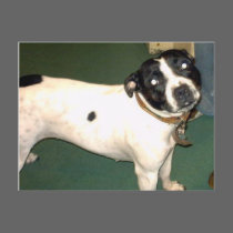 Pub Dog 2 copy postcards