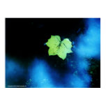 Puddle Poplar Leaf Posters