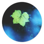 Puddle Poplar Leaf