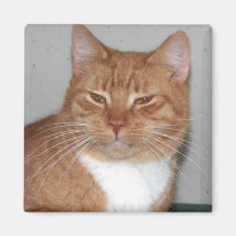 Puddy Cat Magnet