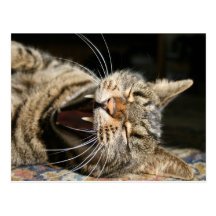 Puddy Cat Postcard